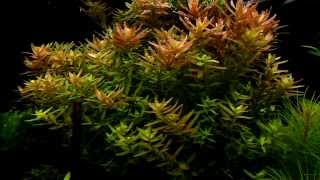 Rotala rotundifolia  aquatic plants guide [upl. by Stedman27]