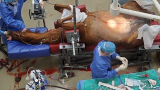 GRAPHIC Horse Emergency Colic Surgery Jejunostomy [upl. by Johnny]