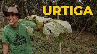 URTIGA A PLANTA MILAGROSA CONTRA ARTRITE DIABETES RINITES E DORES MUSCULARES  Sítio Panc [upl. by Clyve]