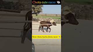 New Racer chota jhota 🐃 viral viralvideo dairyfarm farmersprotest farmers khetibadi kheti [upl. by Nosredna]