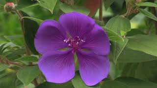 How to Grow Tibouchina  The Princess Flower or The Glory Flower [upl. by Celie]