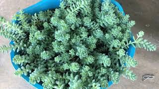 Suculenta sedum Dasyphyllum Major [upl. by Namlas765]