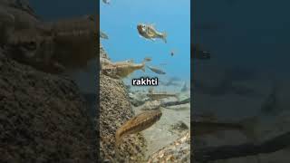 Facts about electric fish 😧shorts facts top10factsthatblowyourmind [upl. by Fabrin]