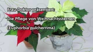 Weihnachtsstern Pflege [upl. by Troxell]