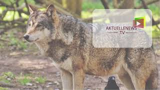 Aktuelle News 26012024 Neue Wölfin im Natur und Tierpark Goldau Neugründungen [upl. by Yeblehs]