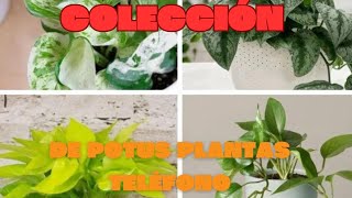 Mi Colección De Plantas Teléfonos Colección de Pothos Planta potus [upl. by Powers256]