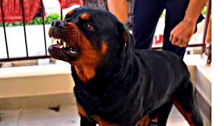 Rottweiler attacking his Owner  ​⁠😰 [upl. by Clarise]