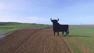 BAILANDO EN EL AÑO NUEVO CON EL TORO DE OSBORNE  ESPAÑA [upl. by Poore431]