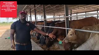 cattle feedlot in uganda by Hamiisi semanda [upl. by Ardell135]