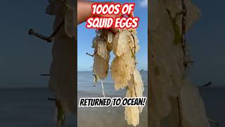 Rescuing 1000s of Squid Eggs 🐙🌊 shorts squid fish [upl. by Ahsyas]