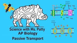 Passive Transport Across a Plasma Membrane [upl. by Llenil]