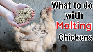 What is Molting amp What To Do  Chicken Care [upl. by Yeldar862]