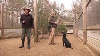 Retriever Training Steadiness with Live Birds [upl. by Jo]