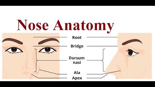 Nose structure and functions  2024 [upl. by Olivero]