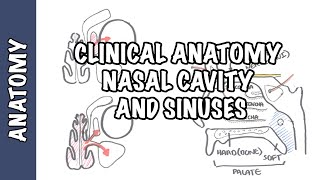 Clinical Anatomy  Nasal Cavity and Sinuses [upl. by Anyat22]