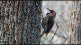 Woodpeckers Sound [upl. by Tarah]