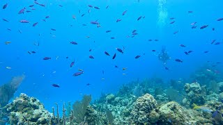 Eleuthera Bahamas Coral Reef Habitat Exploration for Mrs Saddler’s Class [upl. by Akcir]