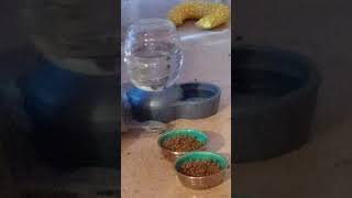 Introduction 1st video amp my Petmate Replendish 05 gallon pet waterer review 🎃👻🧛🧙 [upl. by Sid]