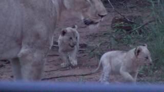 Pride of 8 Lions with cubs walk right next to vehicle on safari in South Africa [upl. by Ness]