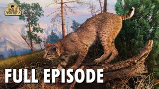 Wild America  S9 E1 Bobcat  Full Episode  FANGS [upl. by Akined]