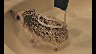 My Hedgehog Gets A Bath [upl. by Orvah]