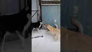 Хаски 🤦🤦🤦😂 хаски сургут86 dog [upl. by Irovi]