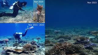 Coral Reef Restoration Project UMT and IPC 20202023 [upl. by Holms]