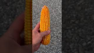 Dekalb 6520 is gonna yield [upl. by Ecam]