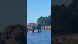 A Day In Life Zambia Wildlife [upl. by Iveson]