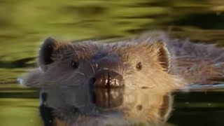 Beaver Lodge Construction Squad  Attenborough  BBC Earth [upl. by Lissak]