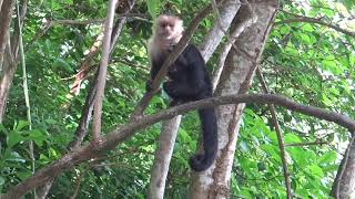 Cebus capucinus Whiteheaded Capuchin monkey  Mono cara blanca o capuchino Video 02 [upl. by Sielen175]