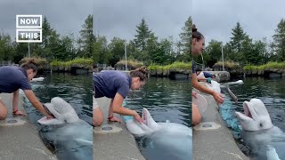 Beluga Whales Enjoy Health Check at Mystic Aquarium Shorts [upl. by Ysle]