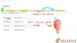 A monocarpellary or multicarpellary  the syncarpous ovary develops into only one fruit Such fr [upl. by Abad]