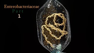 MICRO  Lec  7  Enterobacteriaceae  Part 1 [upl. by Ened432]