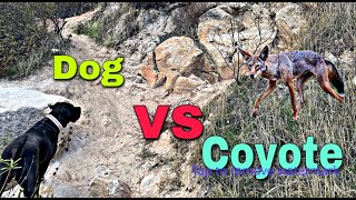 Coyote vs Cane Corso Mastiff dog [upl. by Jerusalem]