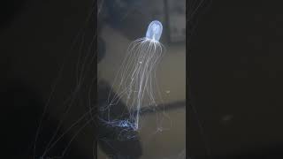 Hydroid Bioluminescence  Telonicher Marine Lab sciencefacts animal biology [upl. by Meldoh]