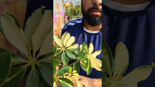 Schefflera Plant Repottingschefflera shorts shortsfeed shortvideos shortsyoutube [upl. by Chassin]