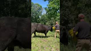 Cattle fattening in rotational grazing [upl. by Clower]