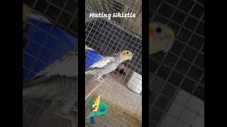 Cockatiel Mating sound  Rare Pearl Male  Madurai  PETZZZ TAMIZHA [upl. by Nnaesor]