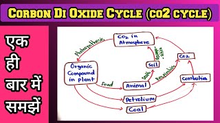 Corbon Di Oxide Cycle in Hindi  Corbon Di Oxide Cycle 9 [upl. by Aedni]