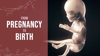 Pregnancy  How a Wonder is Born Animation [upl. by Layap]