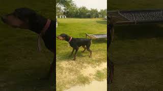 Large Doberman barking in street dogs getting angry 😲 shorts animalshorts dogshorts funnydogs [upl. by Any]