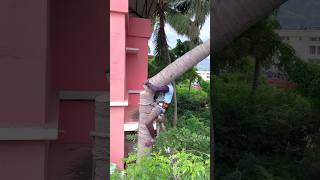 Tree cutter Arul kaniyakumari top tree cutter [upl. by Aicelef]