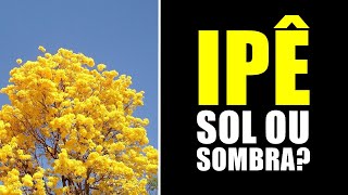 IPÊ GOSTA DE SOL OU SOMBRA [upl. by Annid]