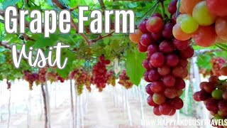 cumbum grape farm visit  cumbum tourist places  theni grape farm [upl. by Harmon]