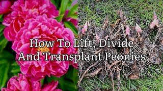 How To Lift Divide And Transplant Peonies How To Lift Divide And Plant A Peony [upl. by Rozele]