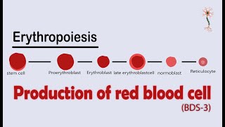 Hematology  Erythropoiesis Red Blood Cell Formation Part 2 [upl. by Selassie]