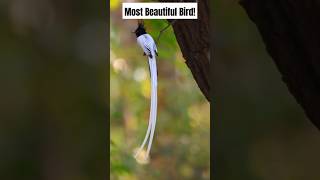 The Majestic Hornbill Bird Nature’s Unique Feathered Beauty 🐦🌿 [upl. by Sacttler]