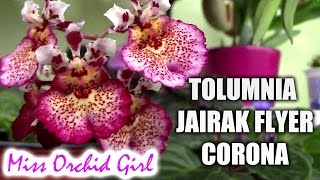 Tolumnia Jairak Flyer Corona Orchid  I am in love [upl. by Thurston873]