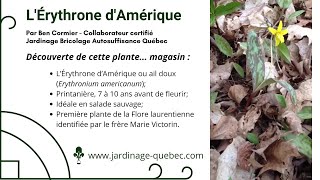 LÉRYTHRONE DAMÉRIQUE OU AIL DOUX  PREMIÈRE PLANTE IDENTIFIÉE PAR LE FRÈRE MARIE VICTORIN [upl. by Keung]